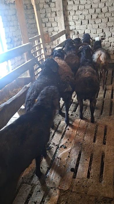 Сатылмда кошкар 8 бас