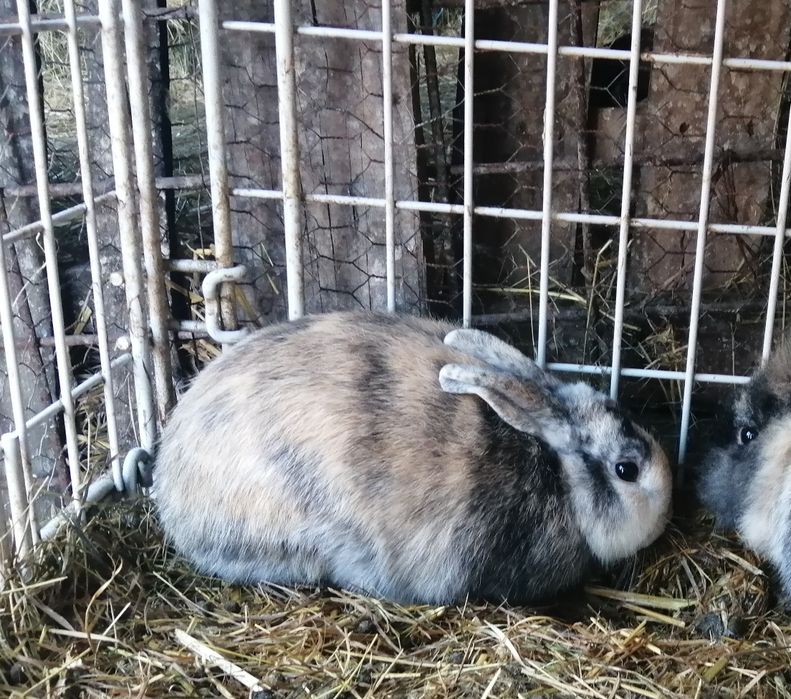 Iepure bun de crescut