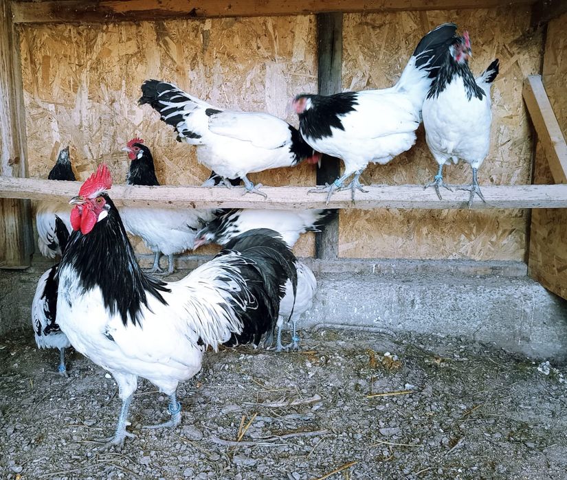 Familie găini lakenvelder 1+6