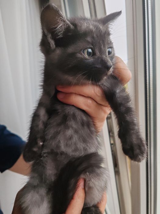 Котята полубританцы бесплатно