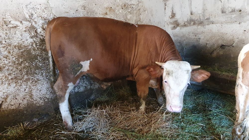 Taur tânăr bălțat