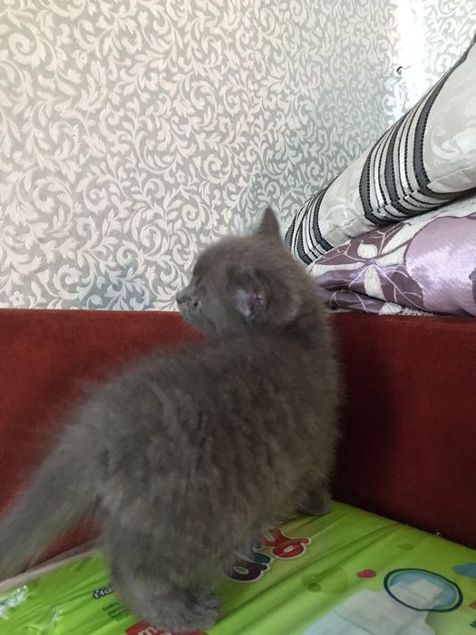 Британский котенок девочка