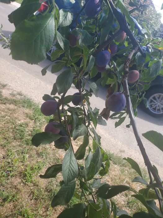 Prune pentru țuică