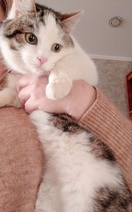 Отдам в добрые руки кастрированного котика