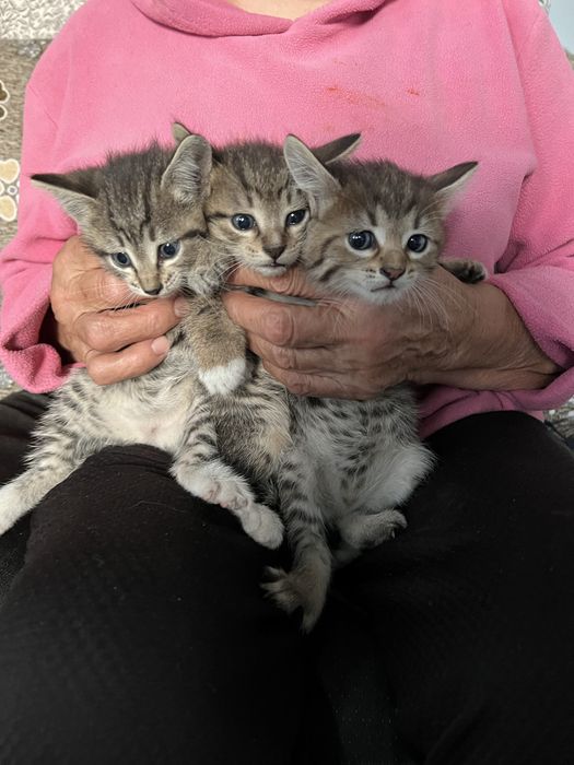 Котята в добрые руки !