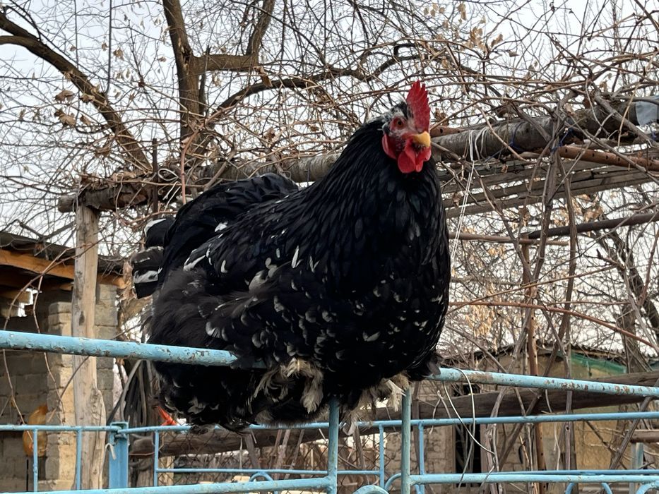 Продается молодой петух породы мраморный кохинхин