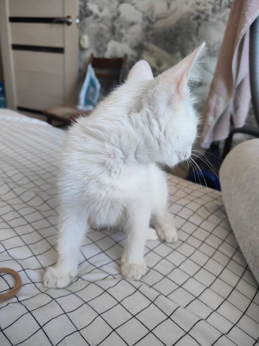 Котенок девочка,2 месяца