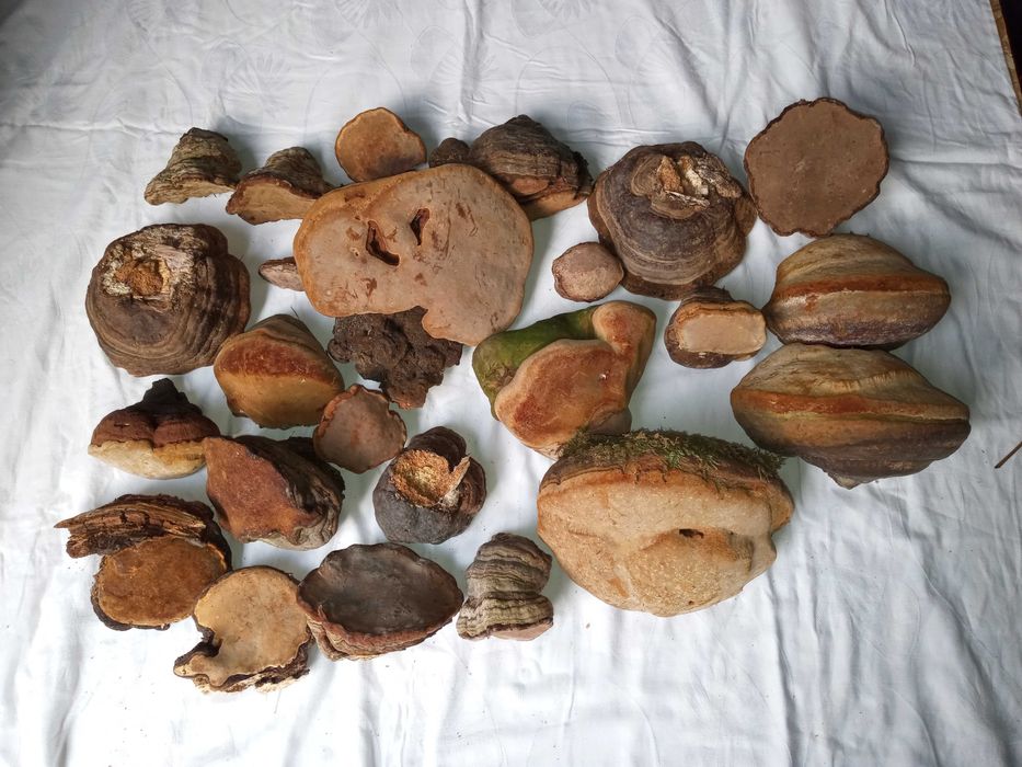 Phellinus Robustus ciuperci terapeutice efect citostactic