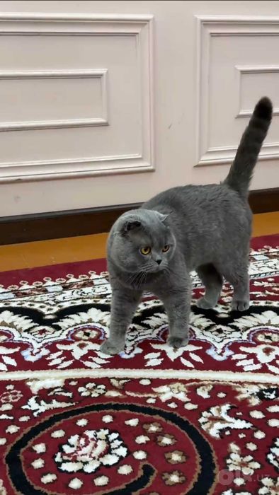 Скоттиш фолд сотилади