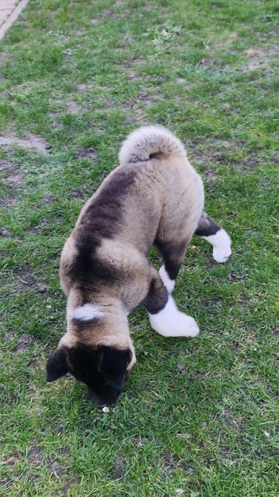 Disponibil American Akita