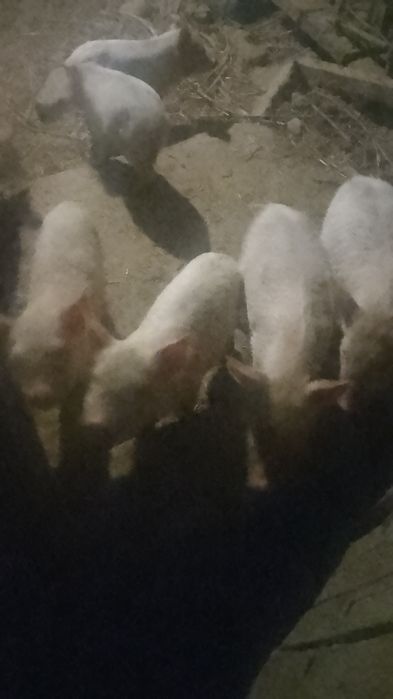Продам поросят месячных