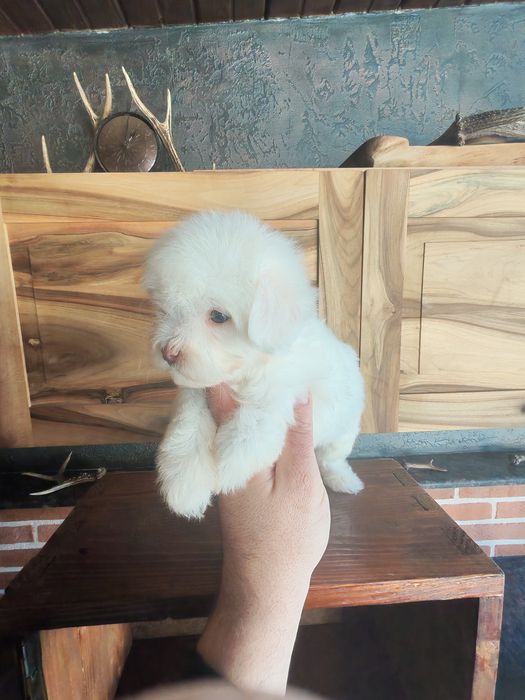 Bichon maltez mini băiat