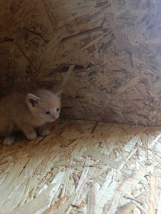 Отдадим милых котят срочно