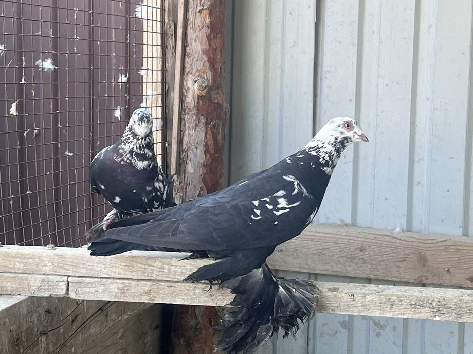 Продам голуби пара