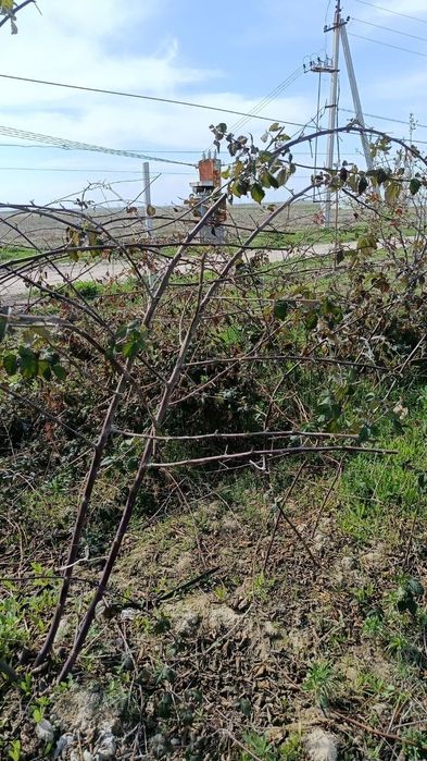 Продаются саженцы Ежевики и Ежемалины