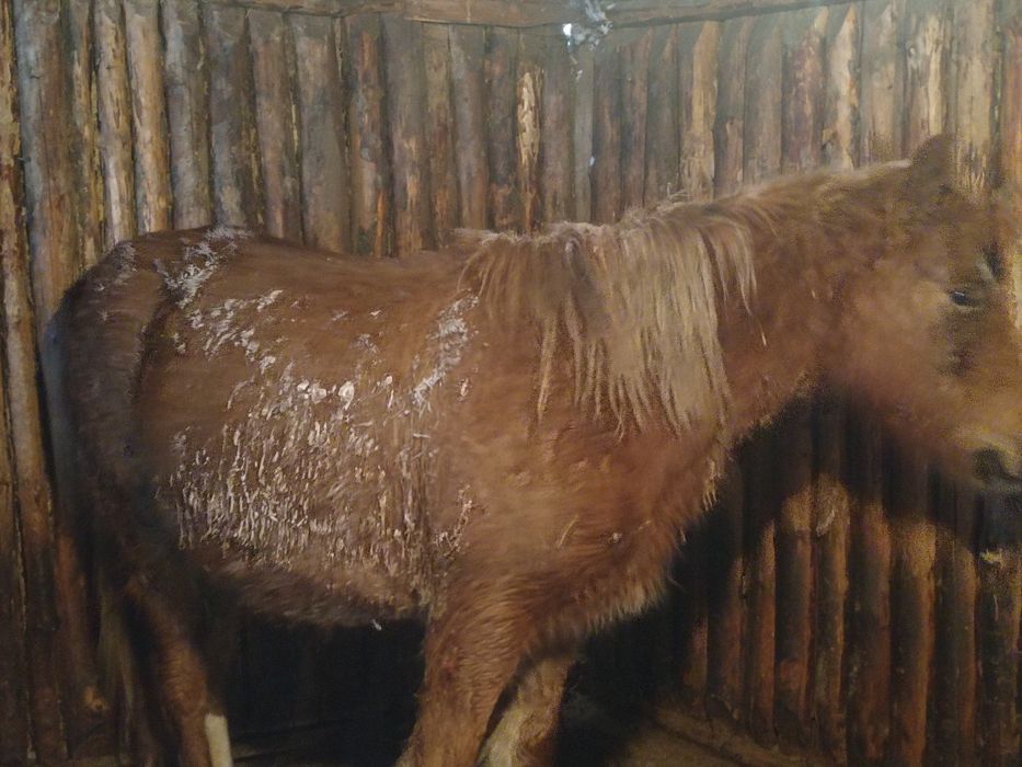 Тай полутяж почти кунан