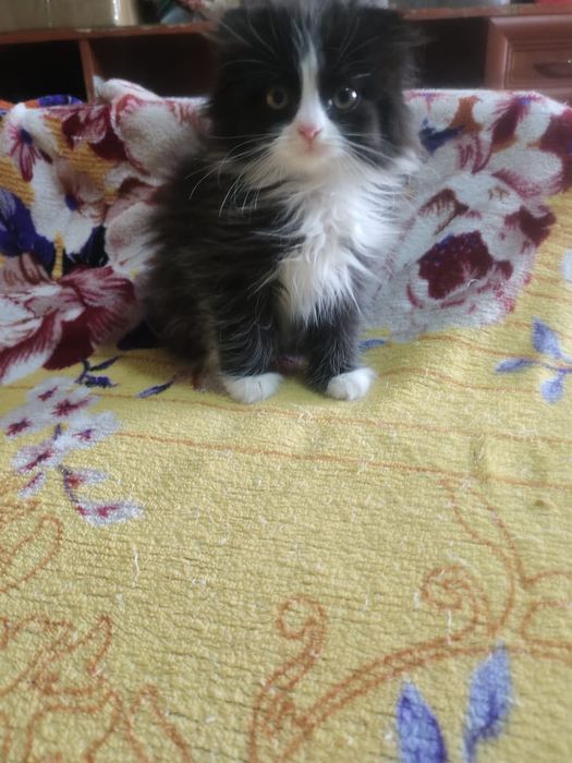 Вислоухая девочка