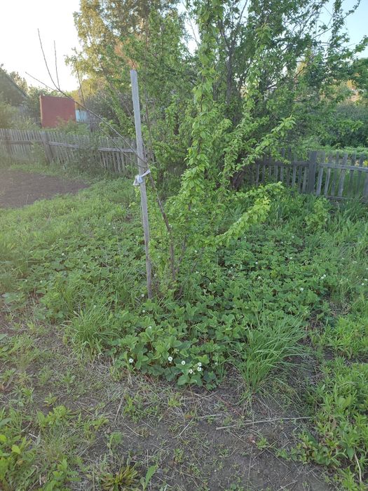 Продам дачу Содовот строитель