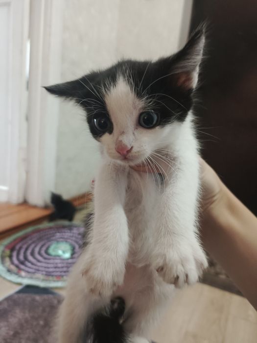 Отдам котят в хорошие руки