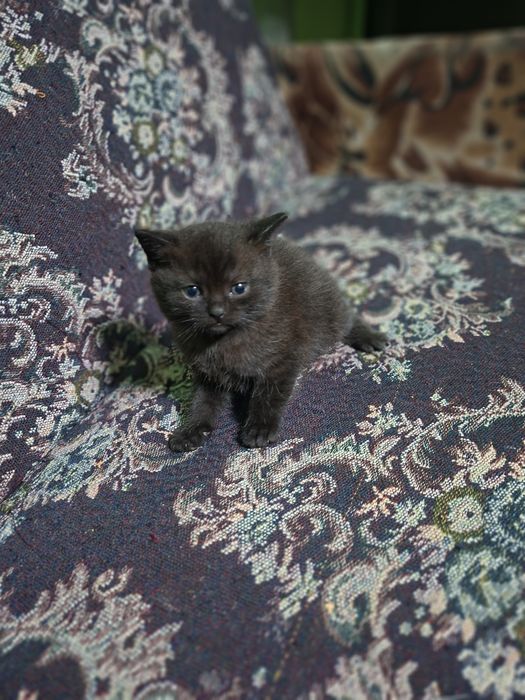 Котята шотландской вислаухой