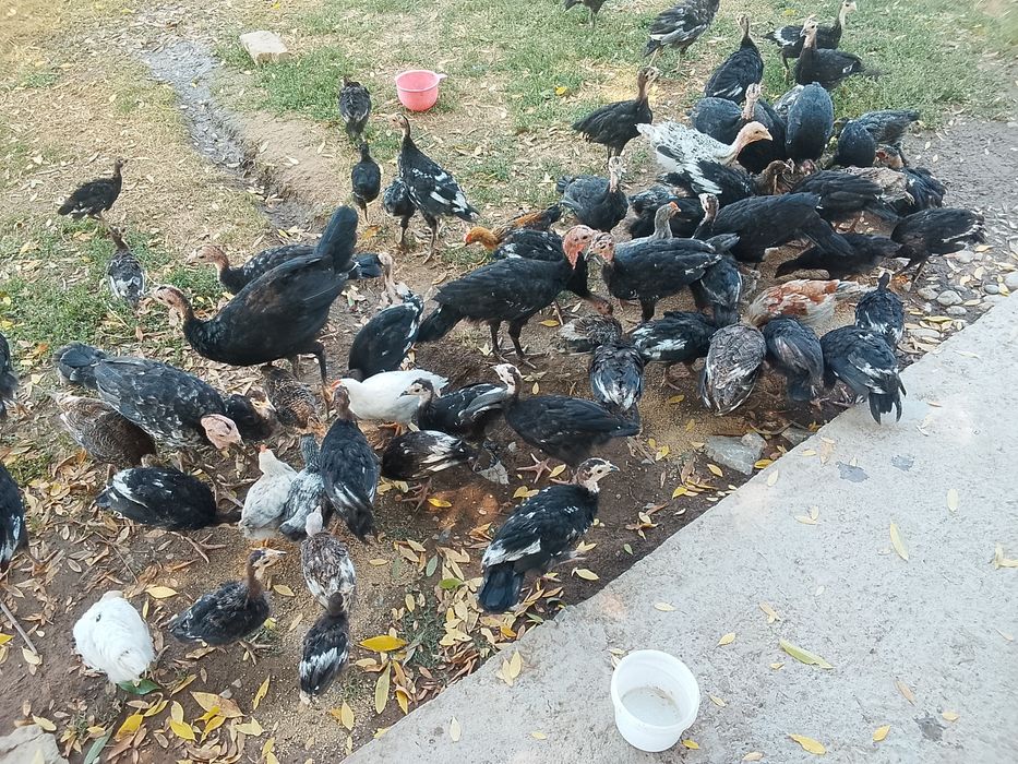 Продам продам продам