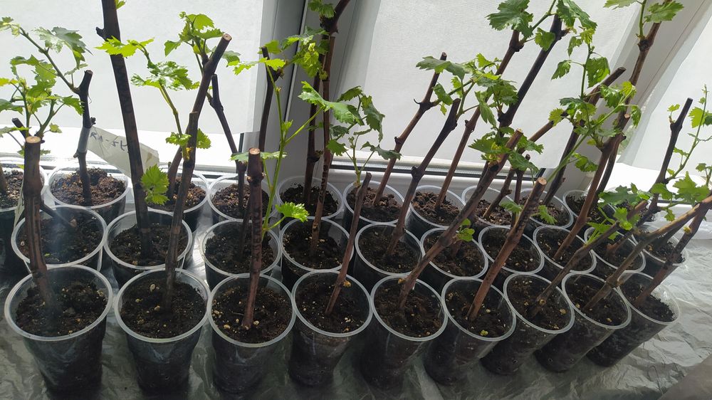 Виноград саженцы