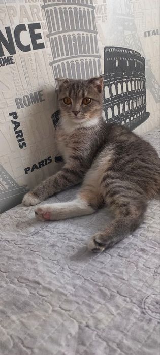 Skoch fold qzbola 5 oyli