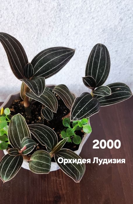 Цветы комнатные от 1500
