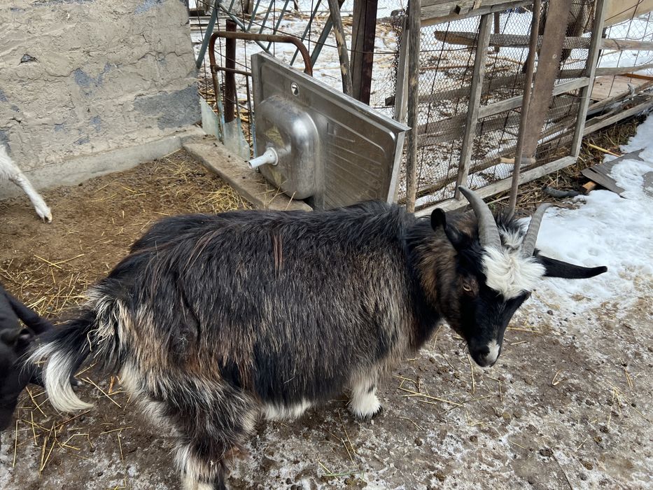 Продам Альпискую дойную козу