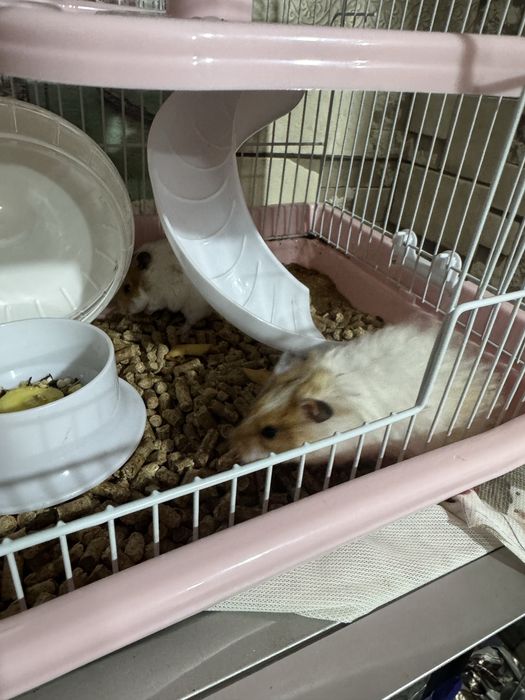 хамичеклар сотилади кафаси билан