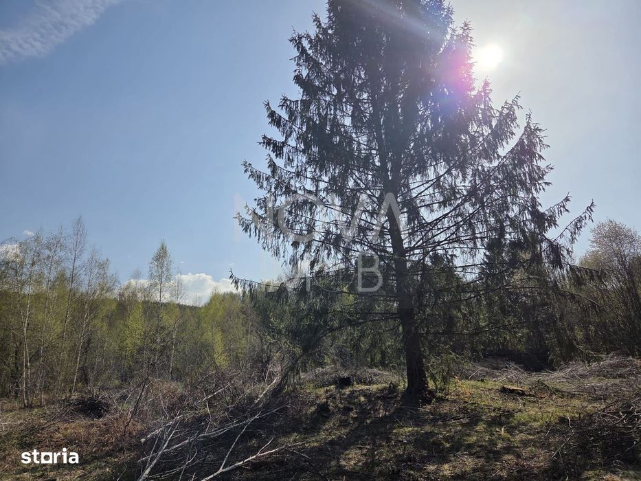 Teren intravilan de vanzare - Vistisoara