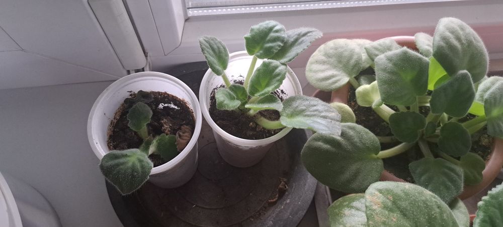 Продаются фиалки