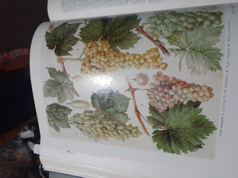 Узбек совет энциклопедия