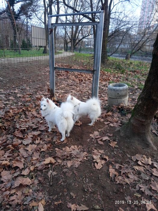 Немски шпиц продавам