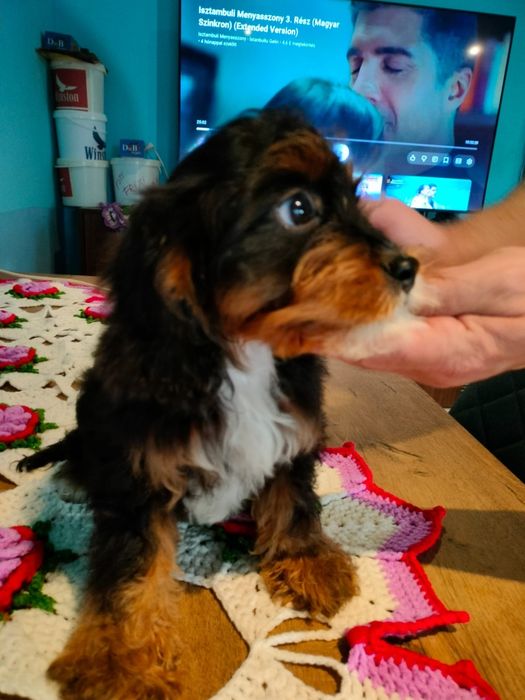 Cavapoo Baetel disponibil