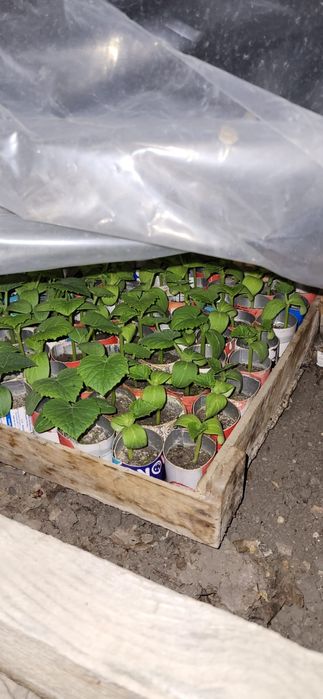 Продаётся рассада