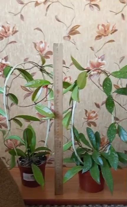 Хойя комнатный цветок