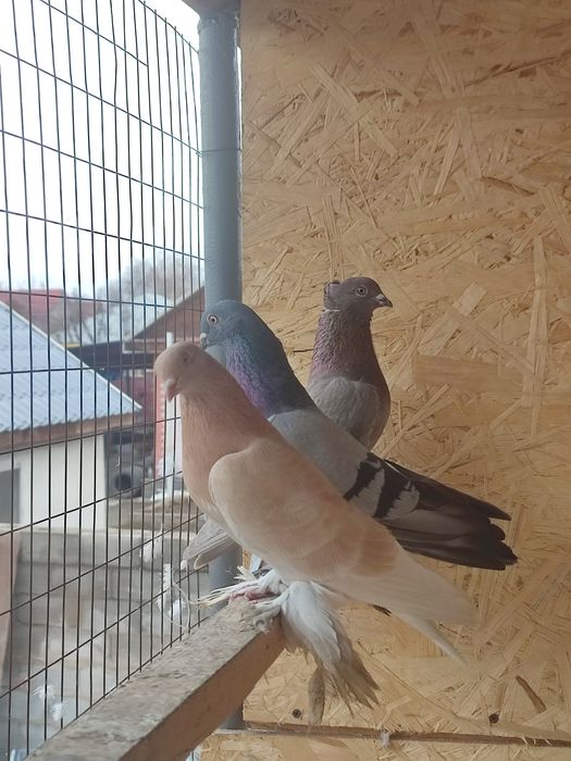 Жёлтый голубь игровой