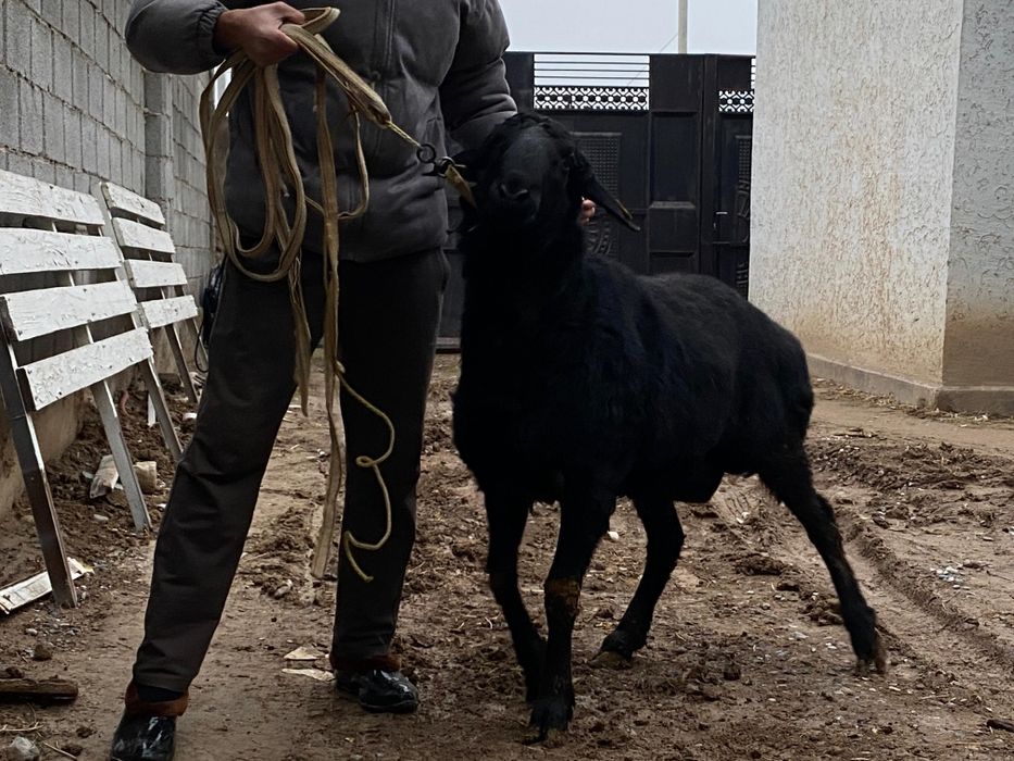 Арашан қошқар гисары қошқар сатылады