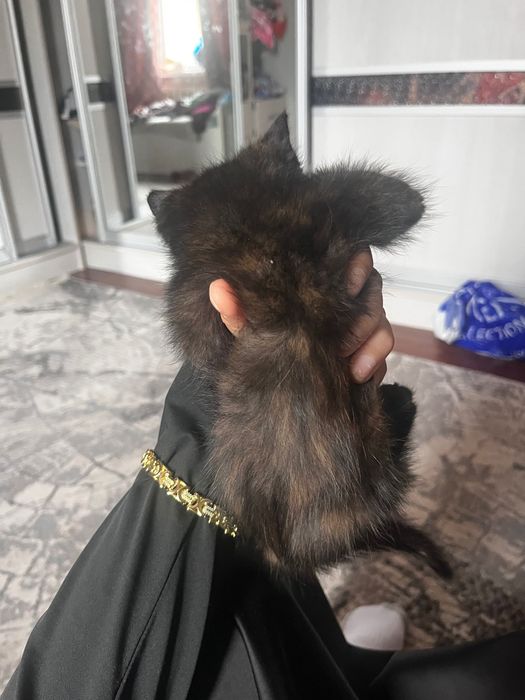 Котята мейнкун 2 месяцев