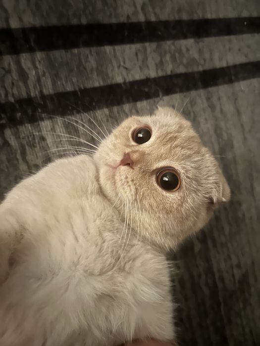 Кошка шотланский