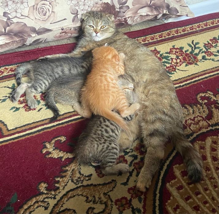 Котята в хорошие руки