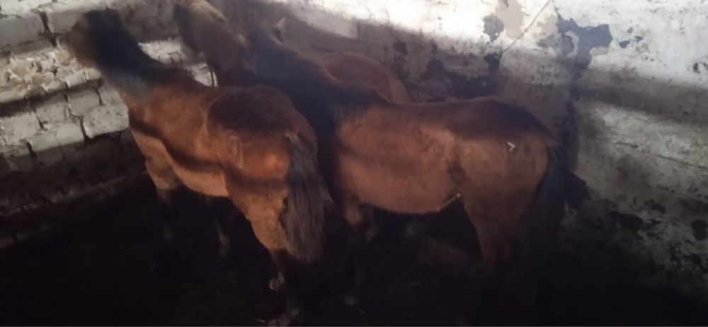 Продам жабагы 3 головы