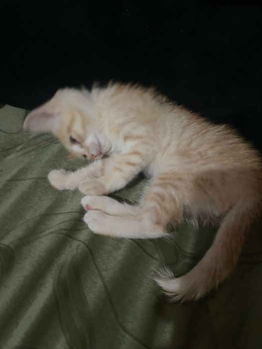 Отдам кота мальчика!