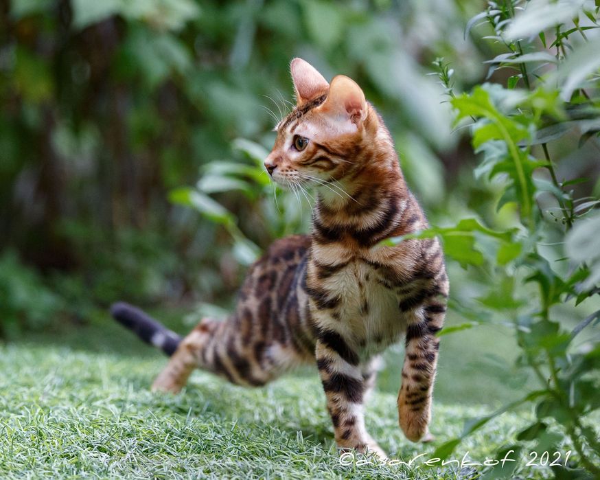 Бенгальский кот для врезки
