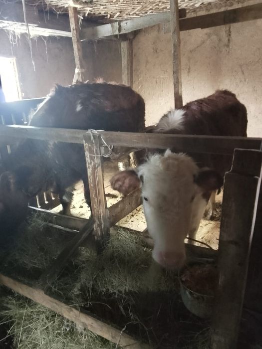 Продам жирных телок