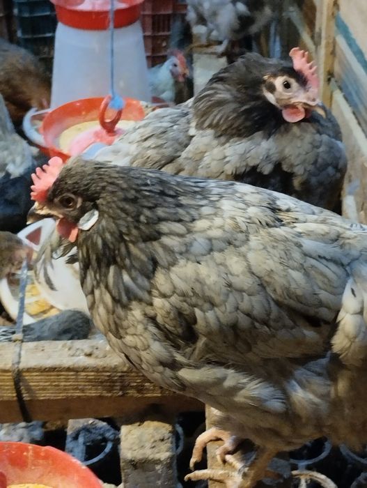 Ouă pentru incubație