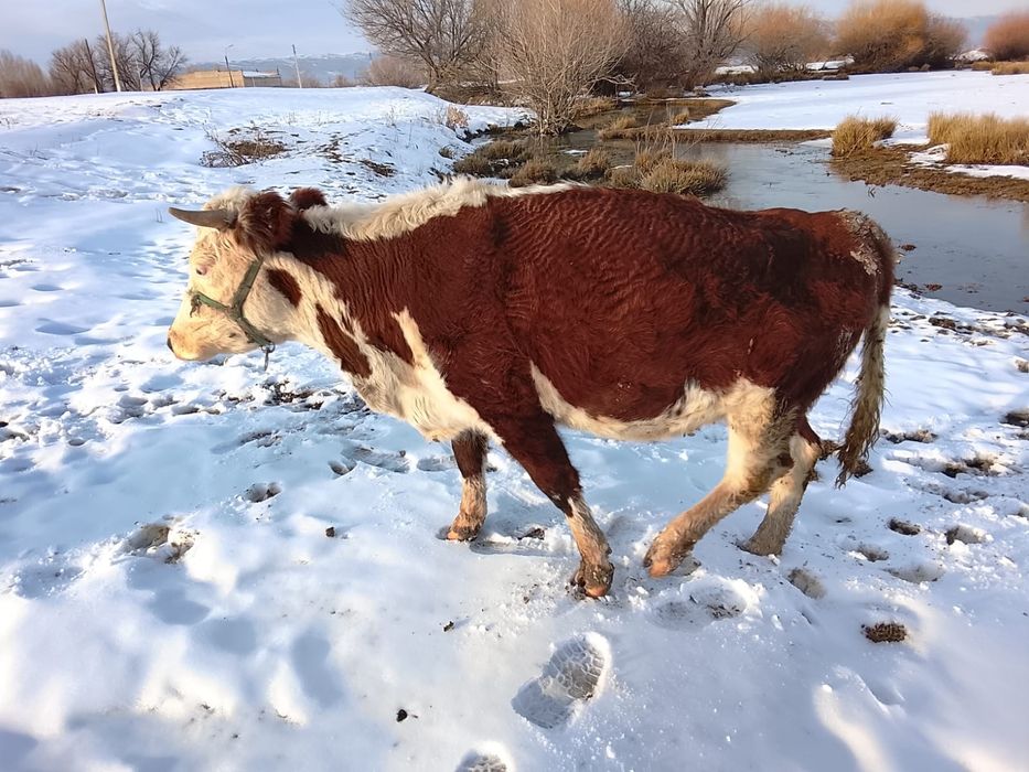 Продам стельных коров