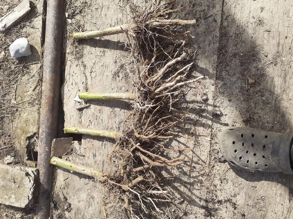 Paulownia radacini lemnoase