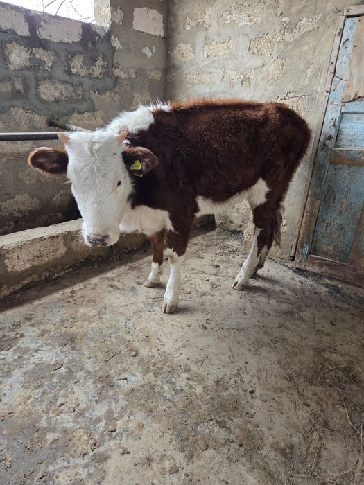 Бір жасар ұрғашы баспақ